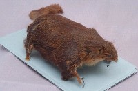 小鼯鼠藏品圖，第4張